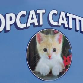Top Cat Cattery